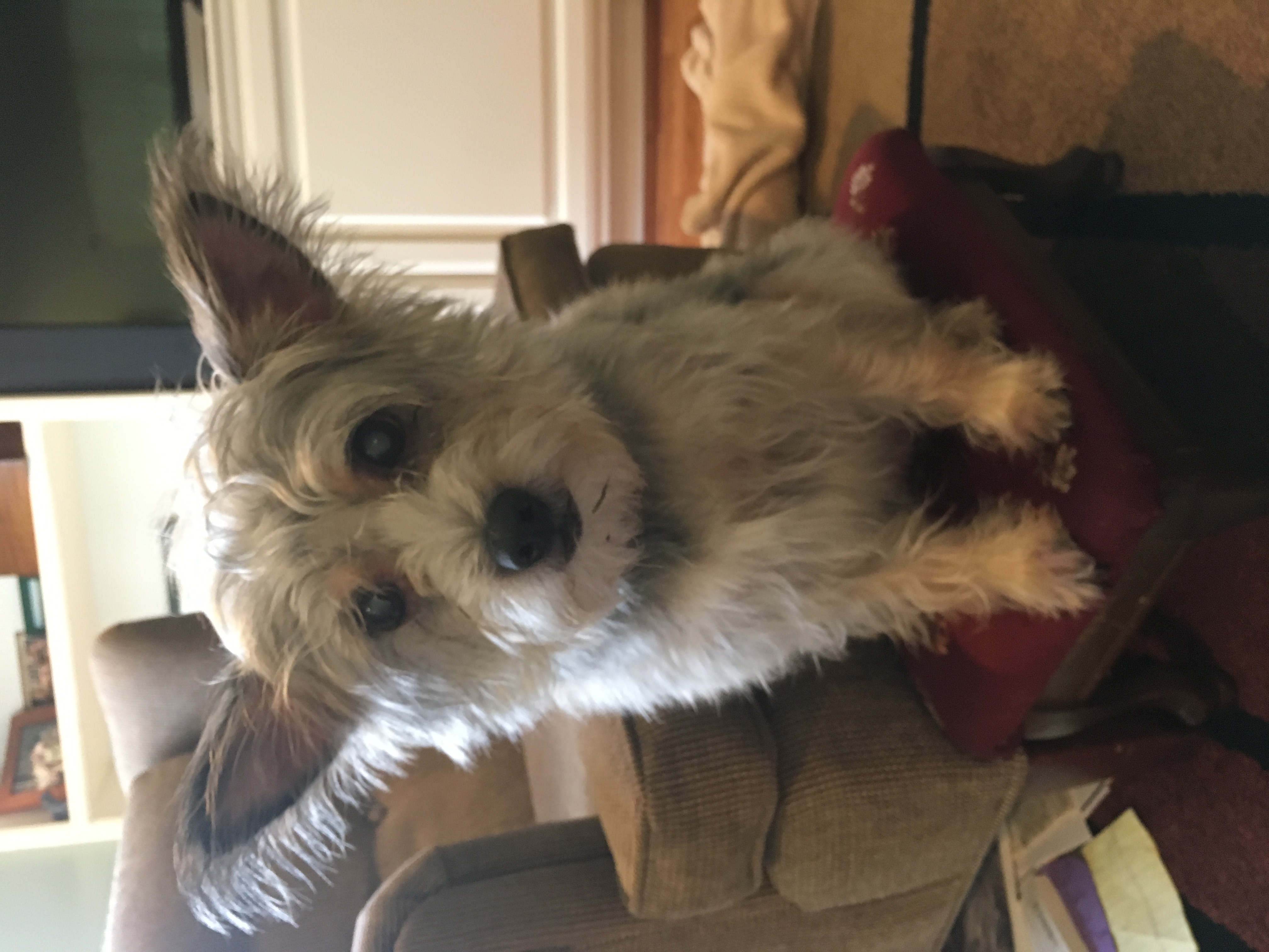 Dog