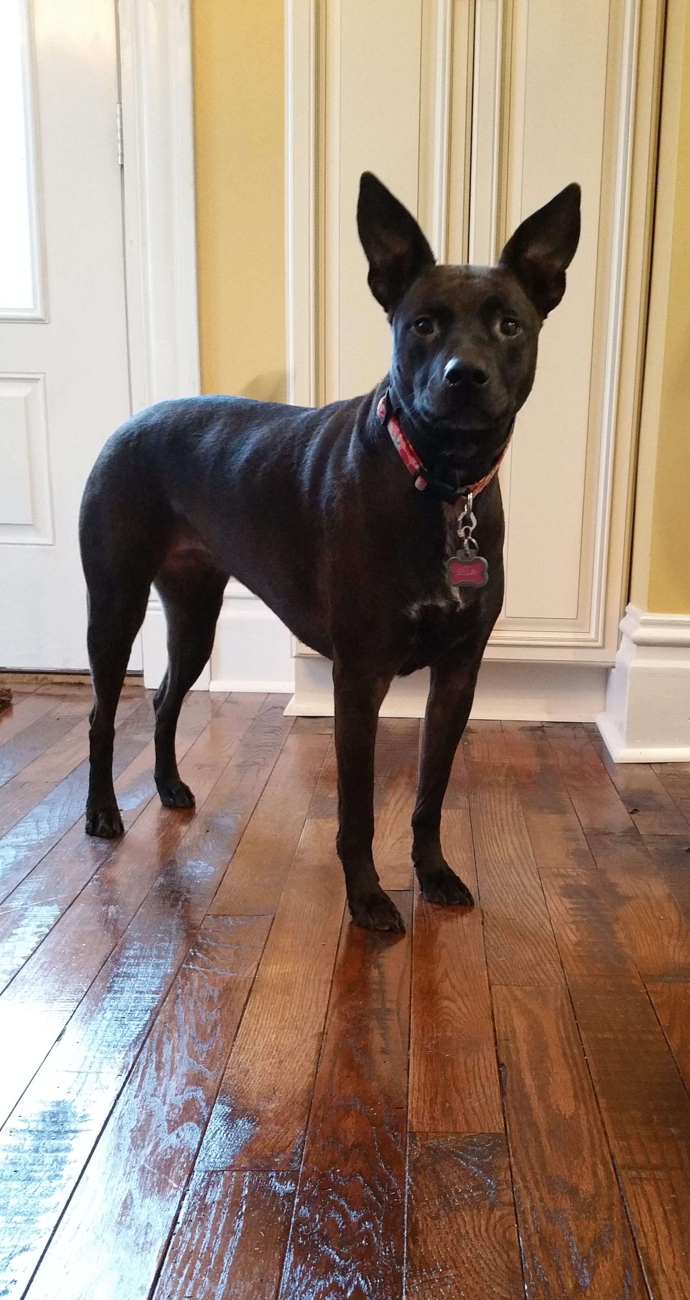 Ella