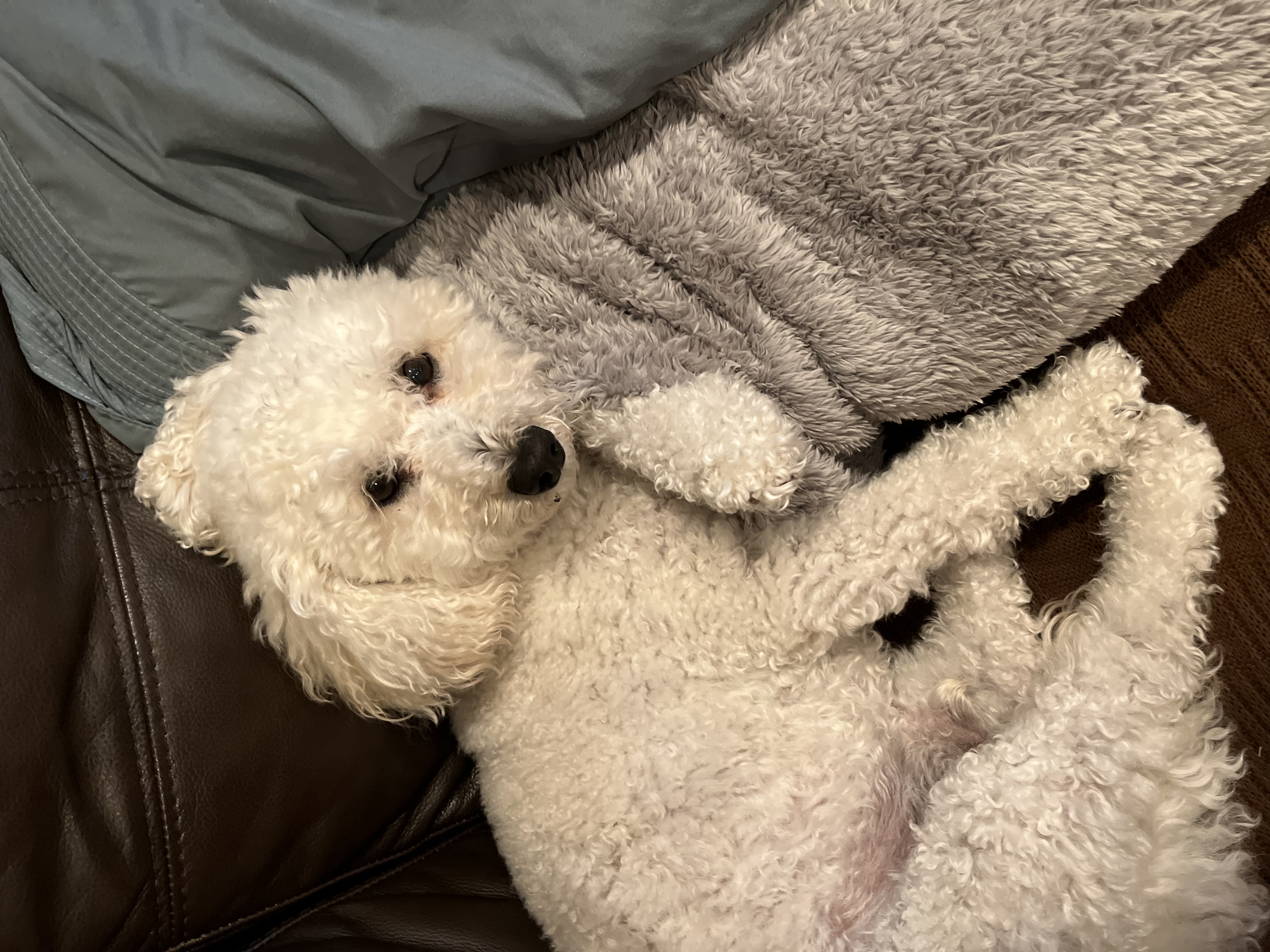 Dog