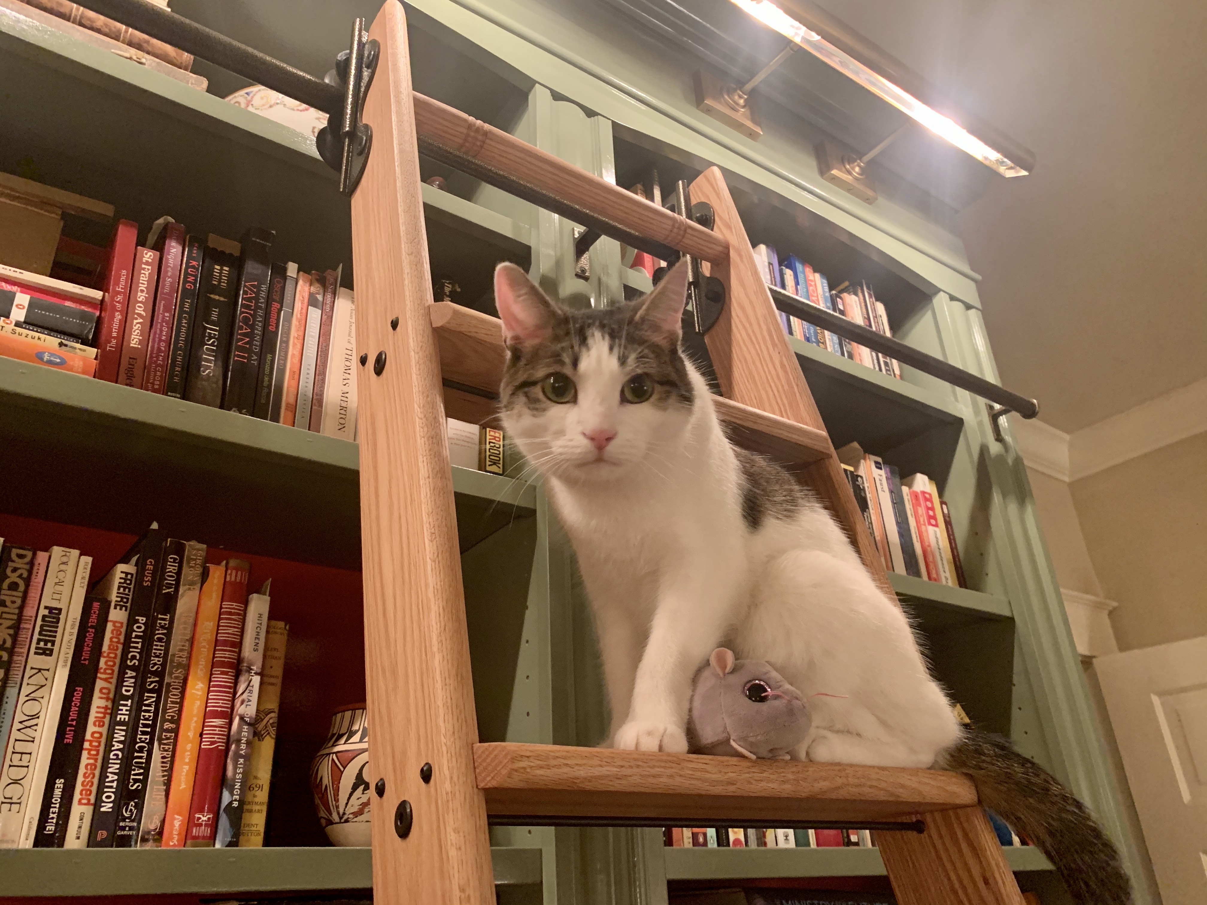 Cat on a ladder
