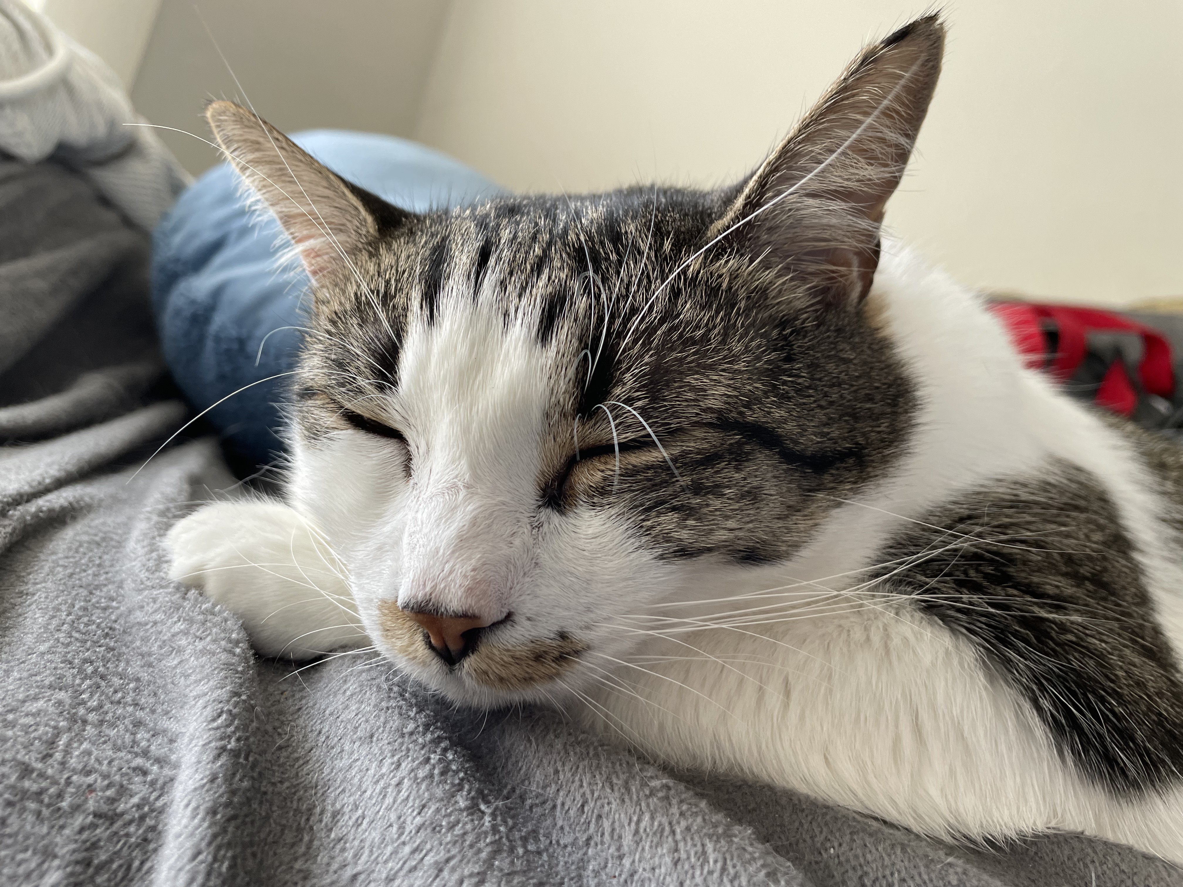 cat sleeping