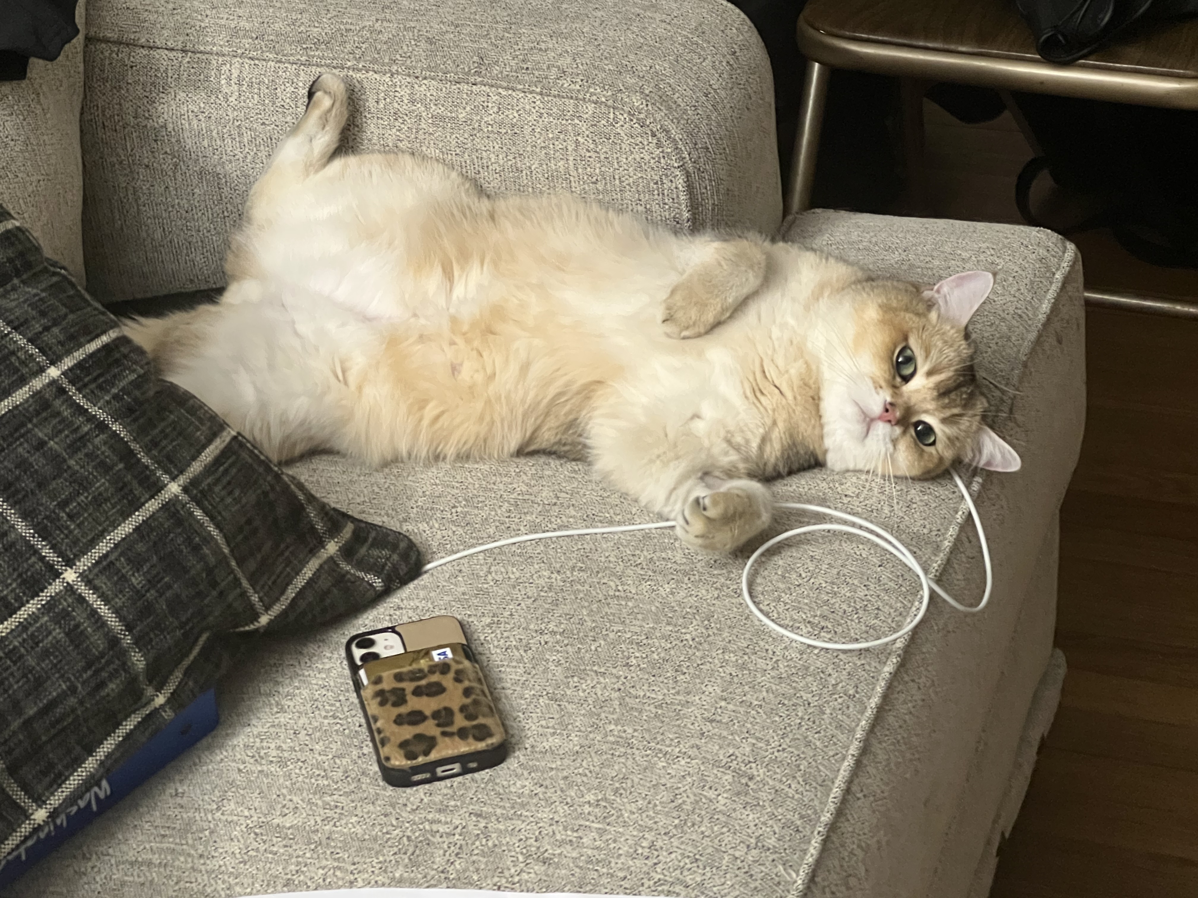 cat