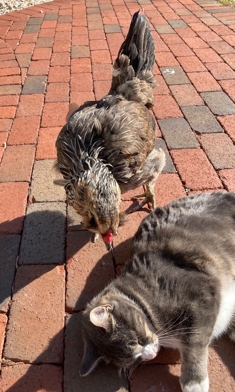 Chicken and cat