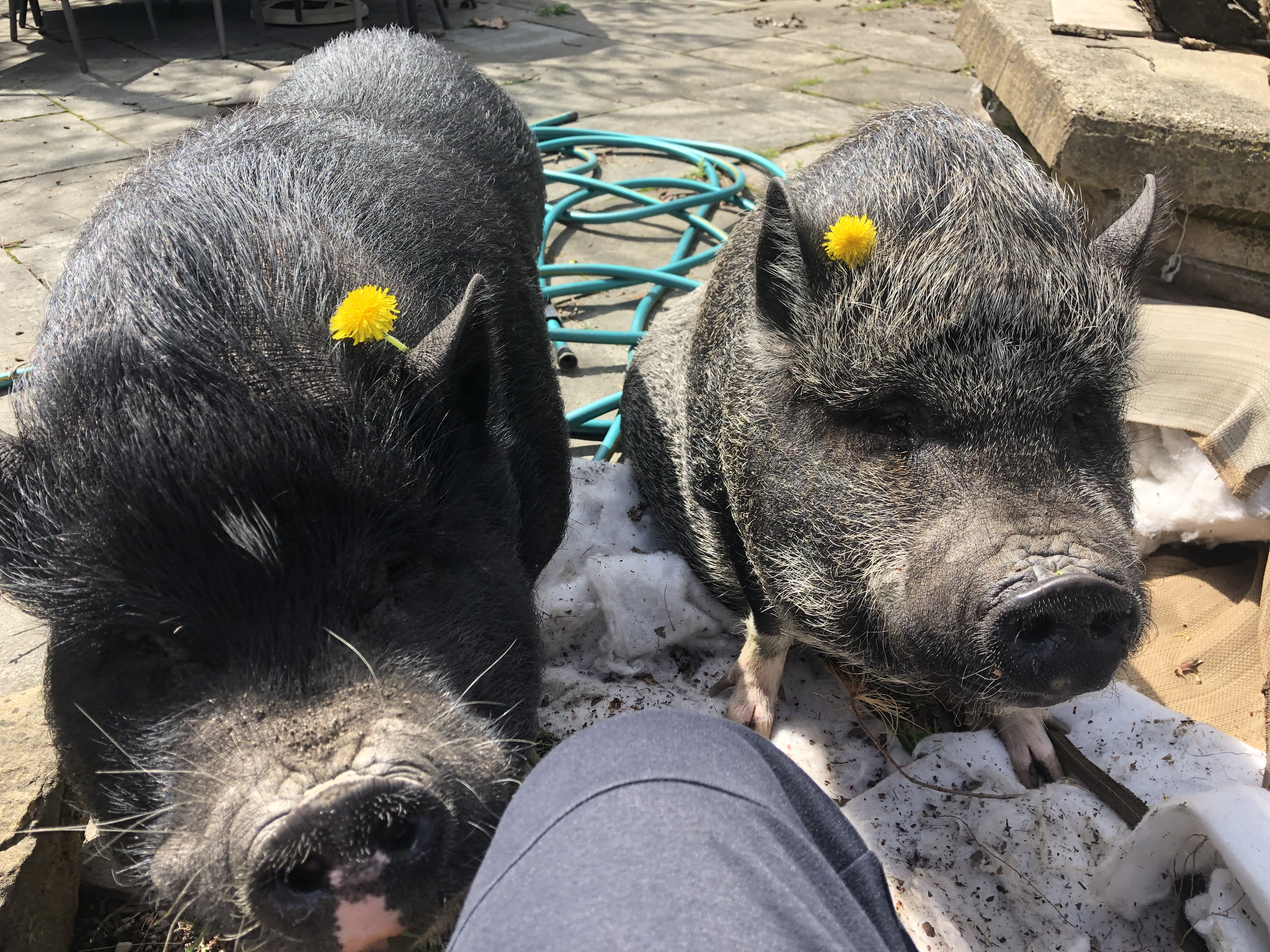 Hamlet and Petunia