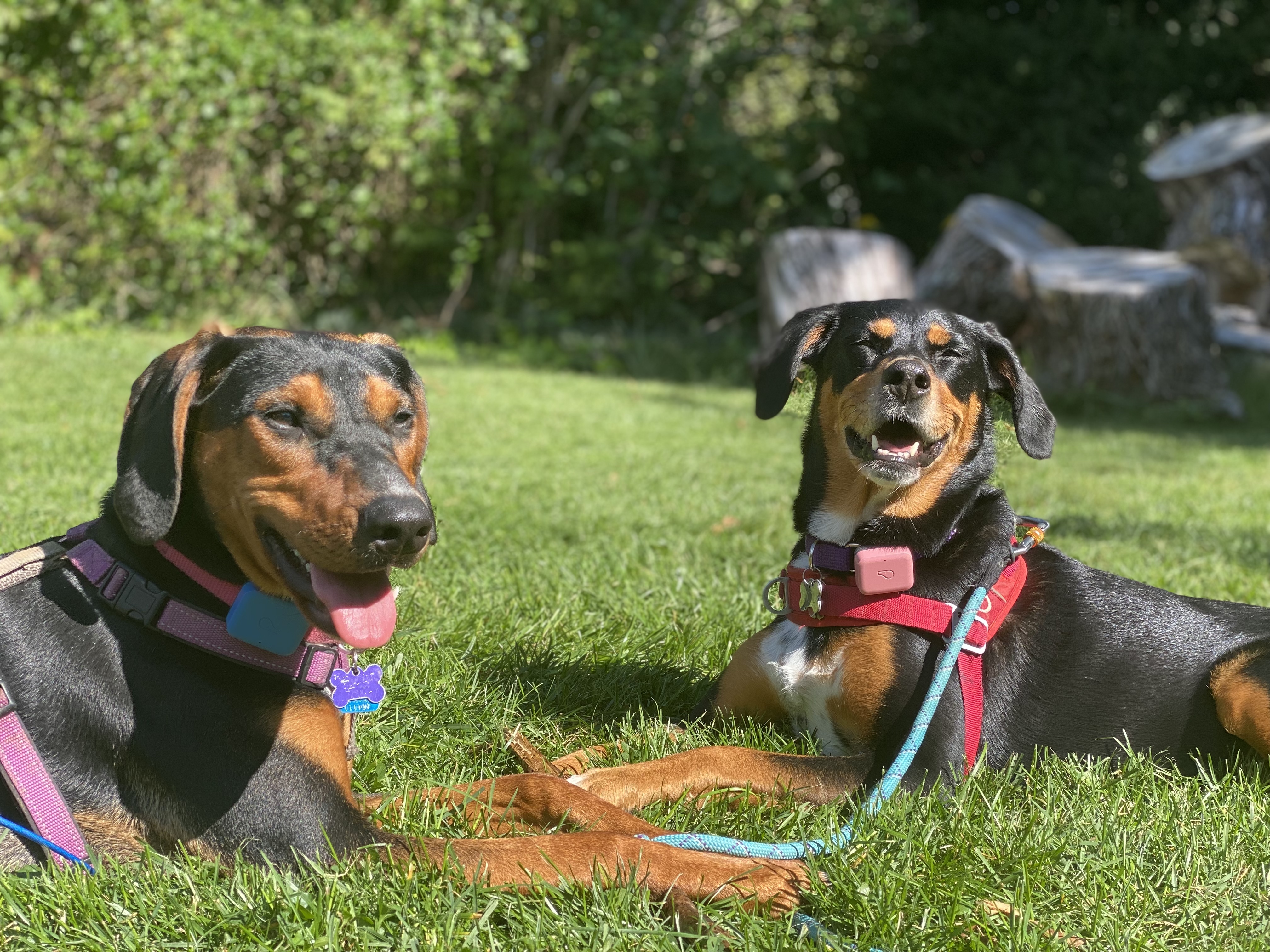 Moli and Olive
