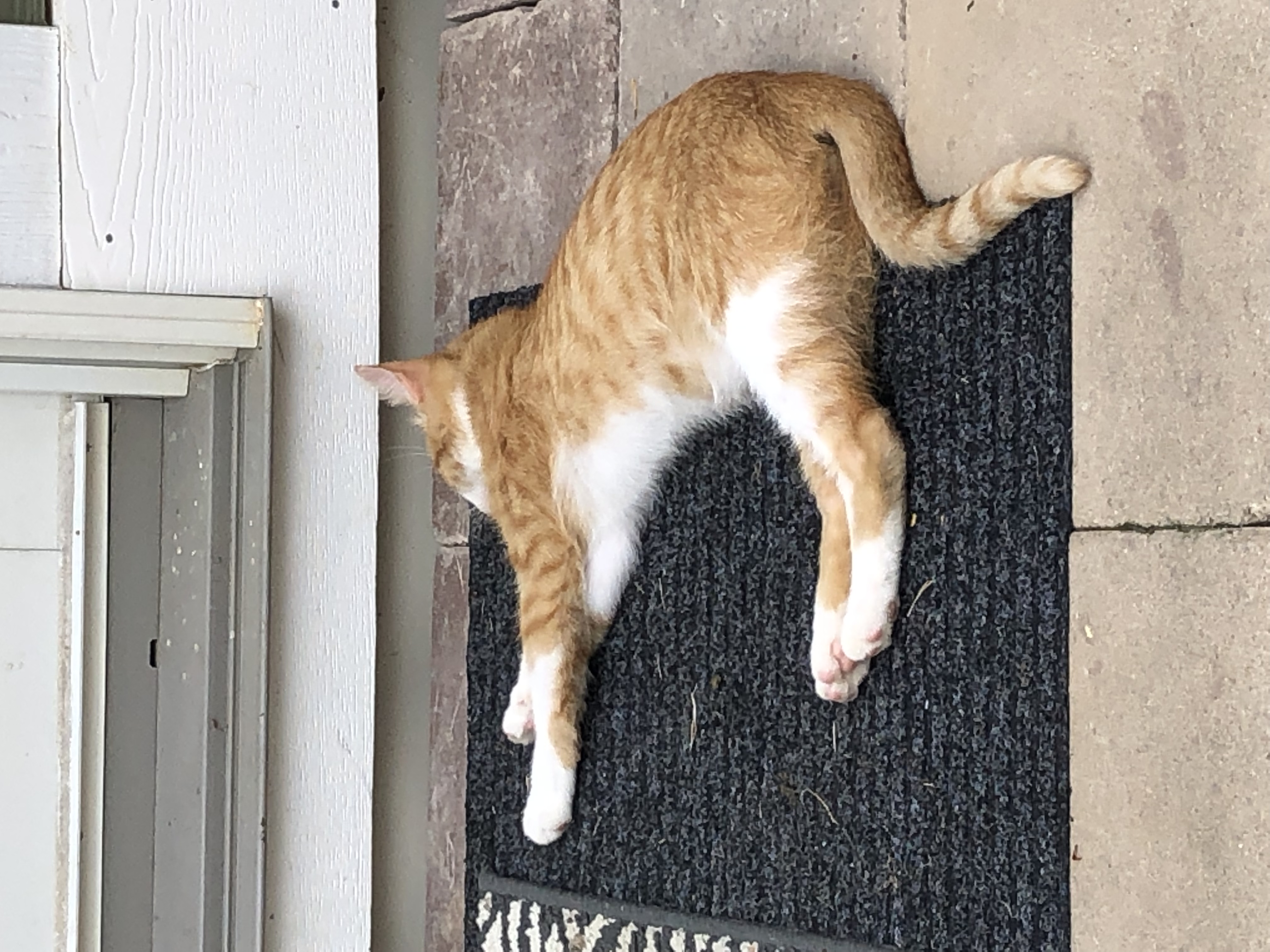 cat