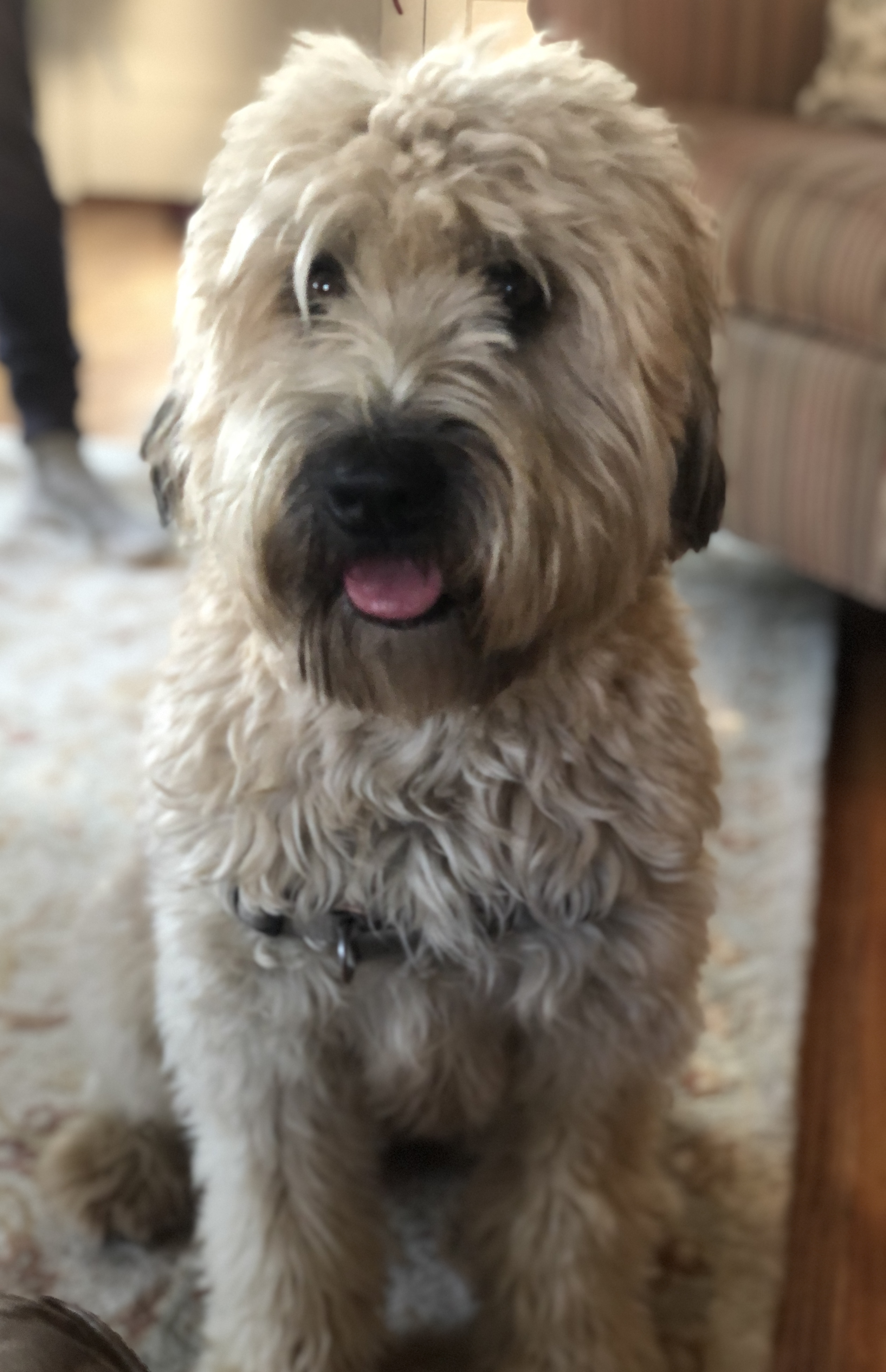 Pup