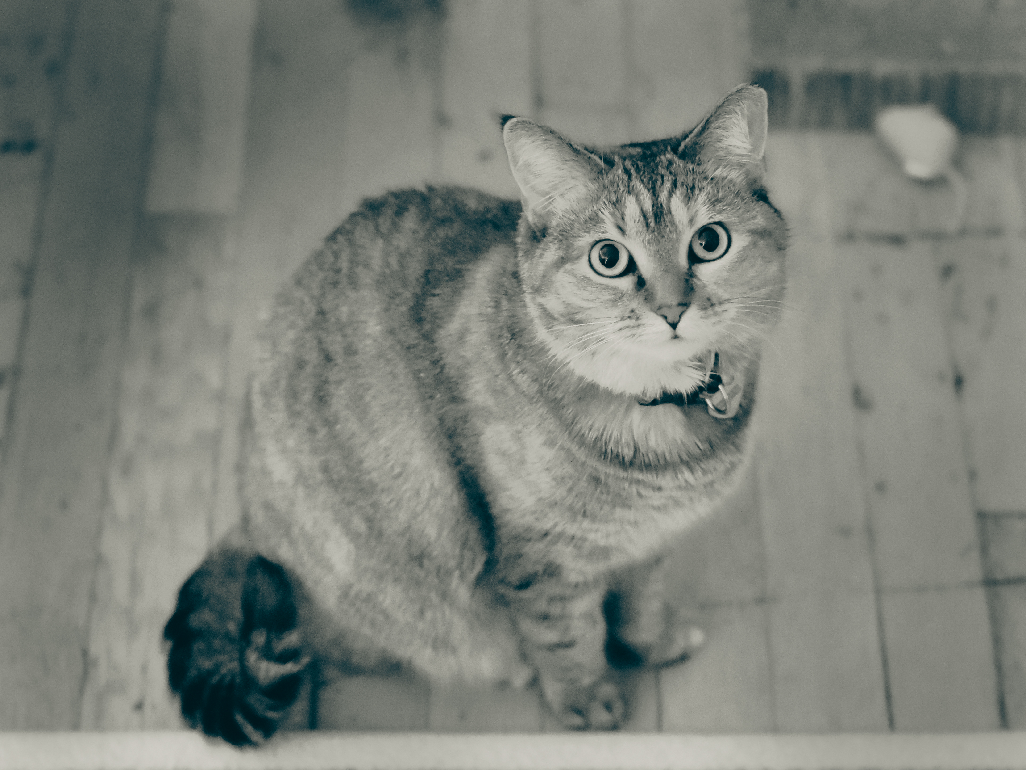 cat