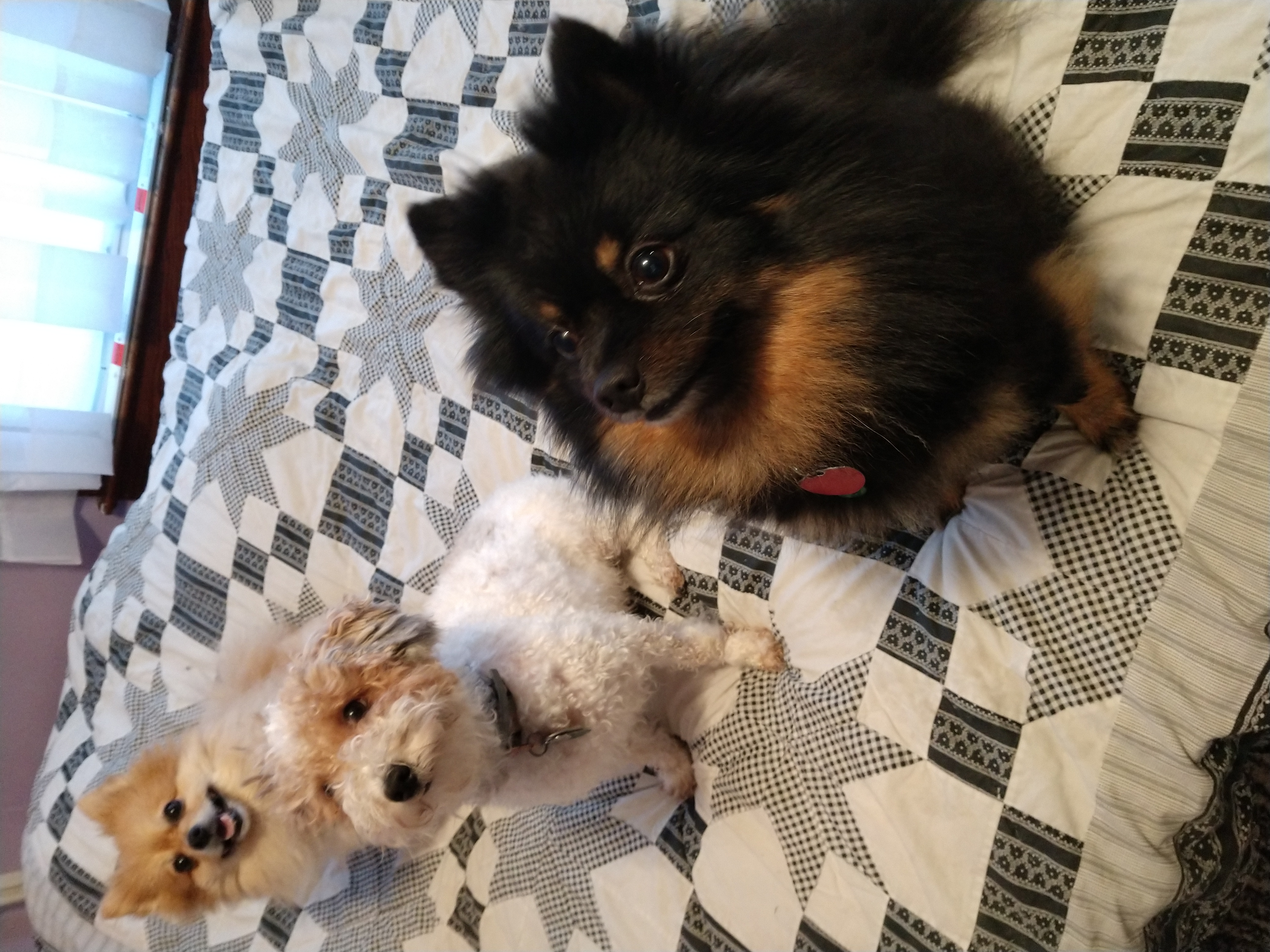 three dogs