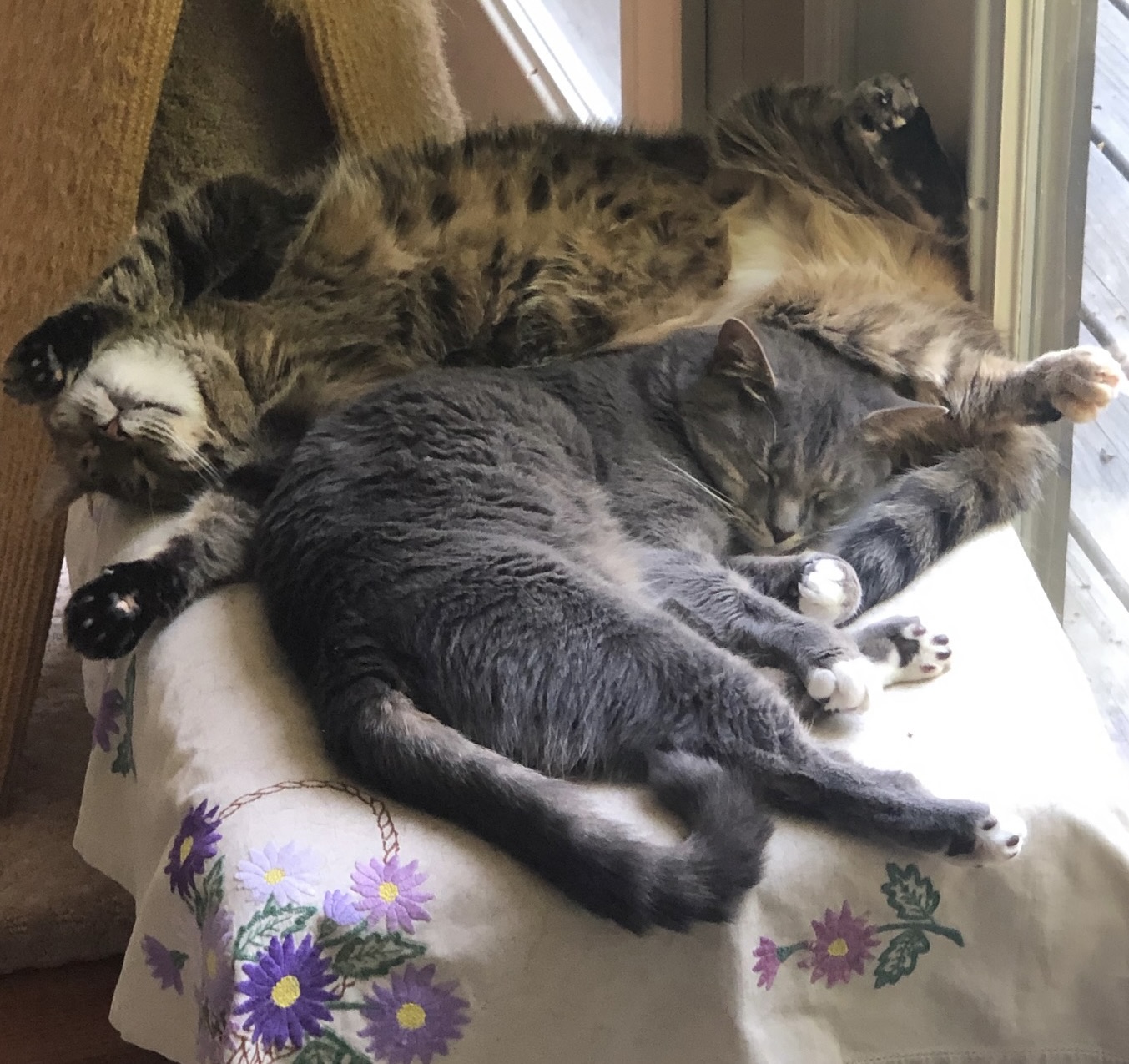 Violet and Bluebell