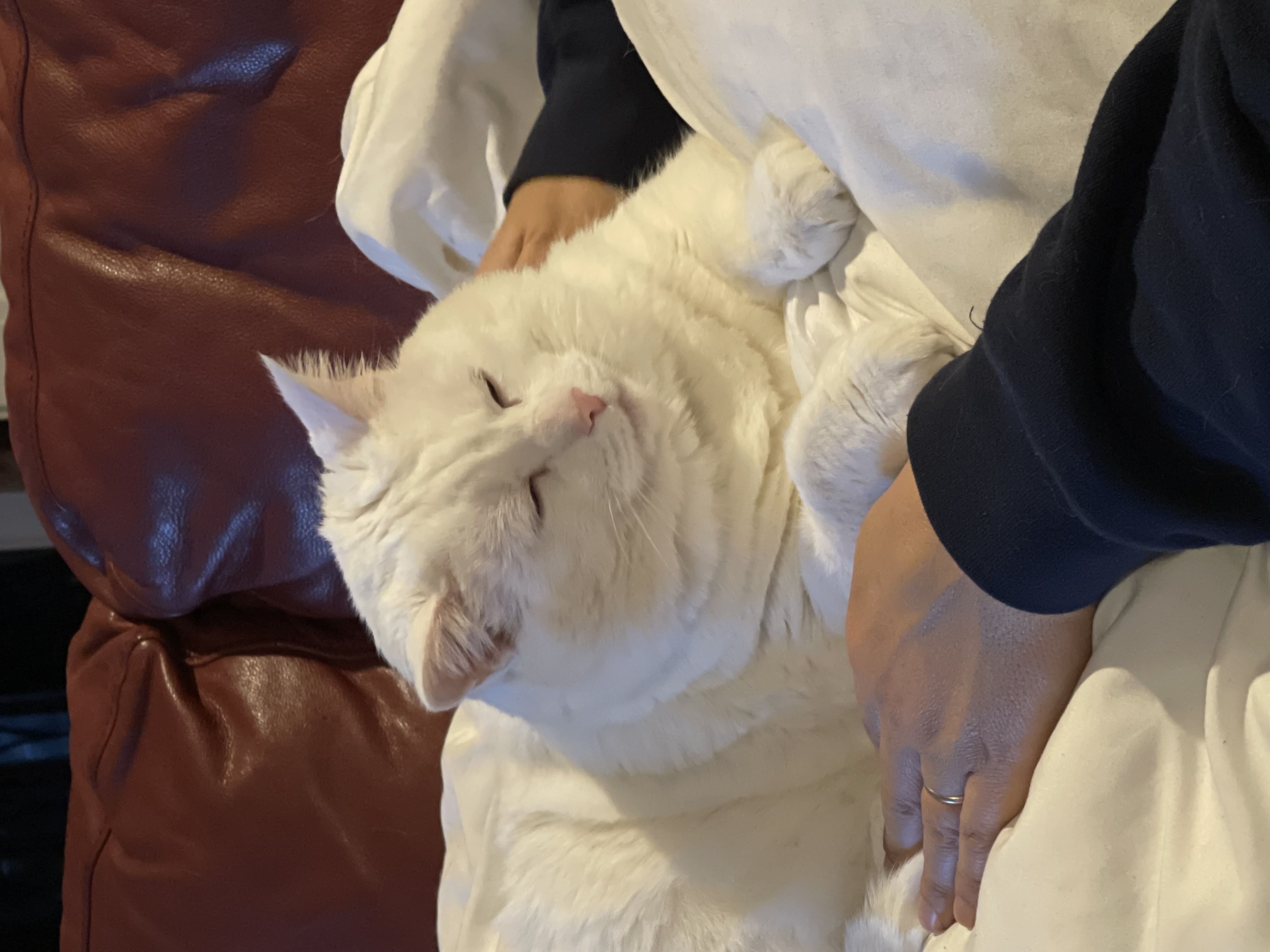 white cat