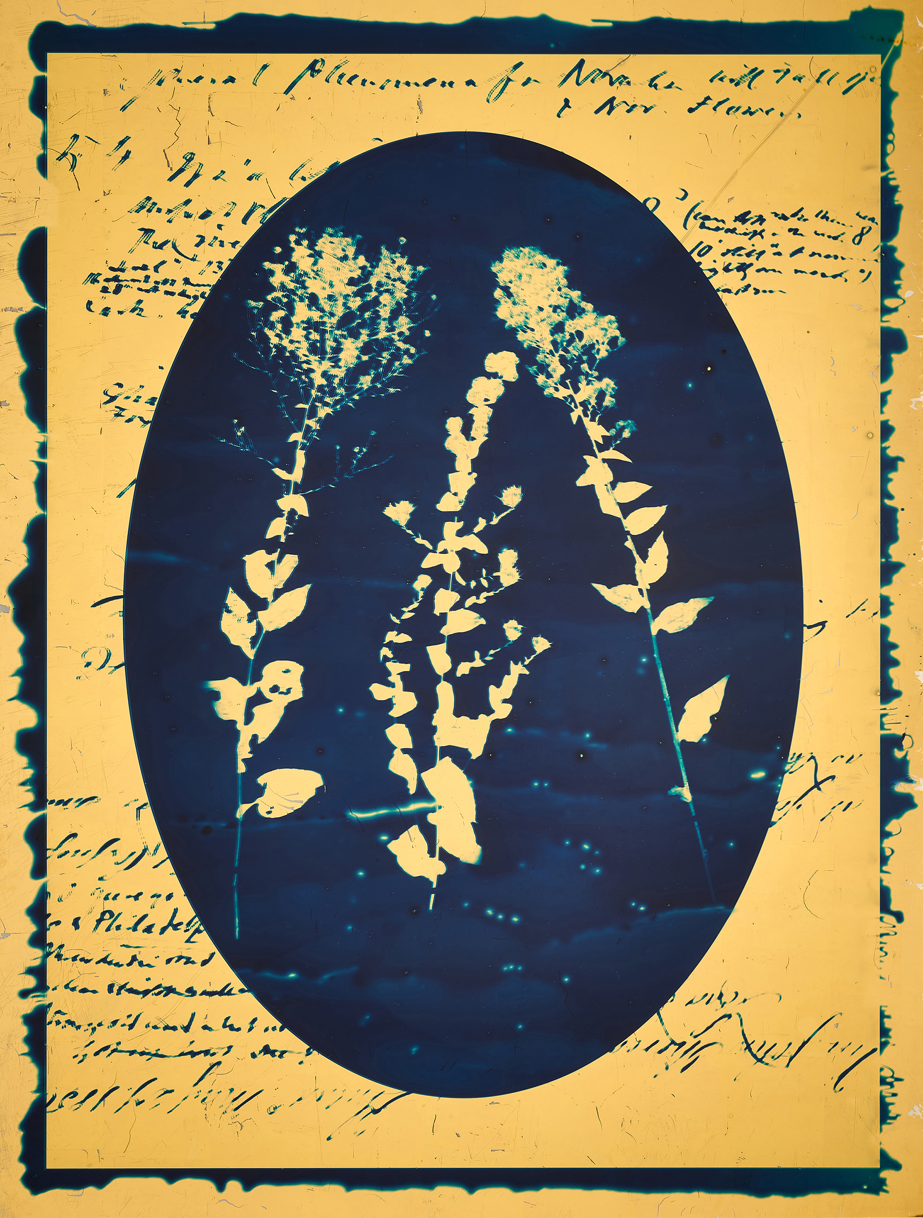 Leah Sobsey, Wavy Leaf Aster from The Blue of Distance. Courtesy of the artist Leah Sobsey.