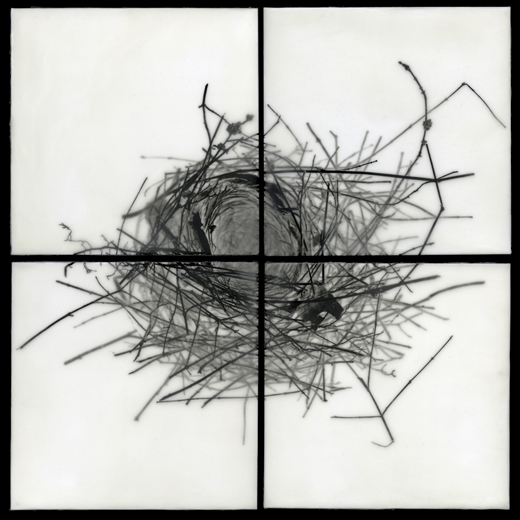 'Nest I,' 2009, archival pigment print with encaustic on wood panels