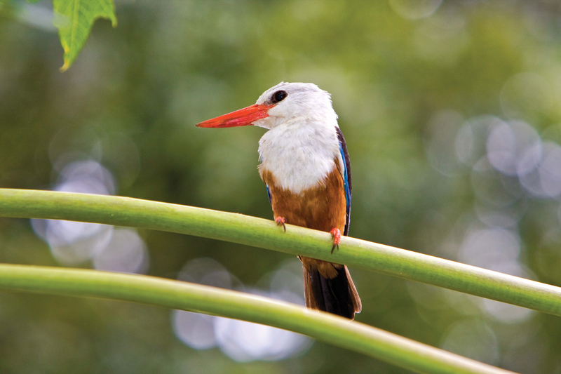 Kingfisher Cabo Verde from Lindblad