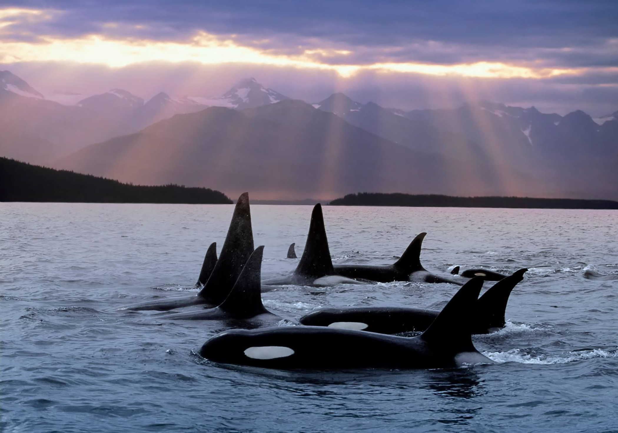 Orcas in the San Juan Islands