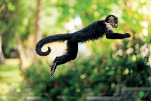 Image of a monkey jumping promoting Panama & Colombia: Exploring the Caribbean Coast travel program