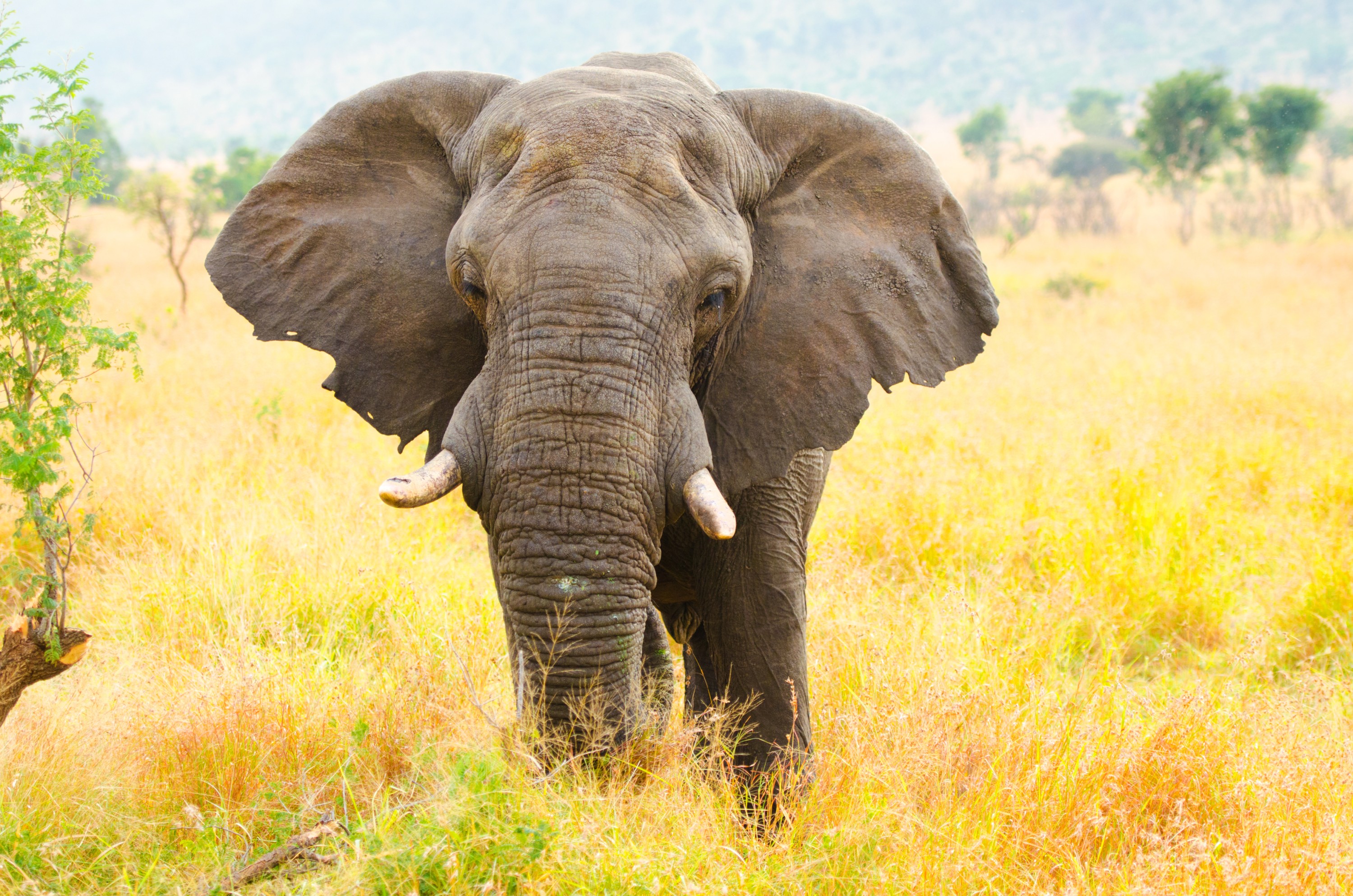 Image of elephant in South Africa
