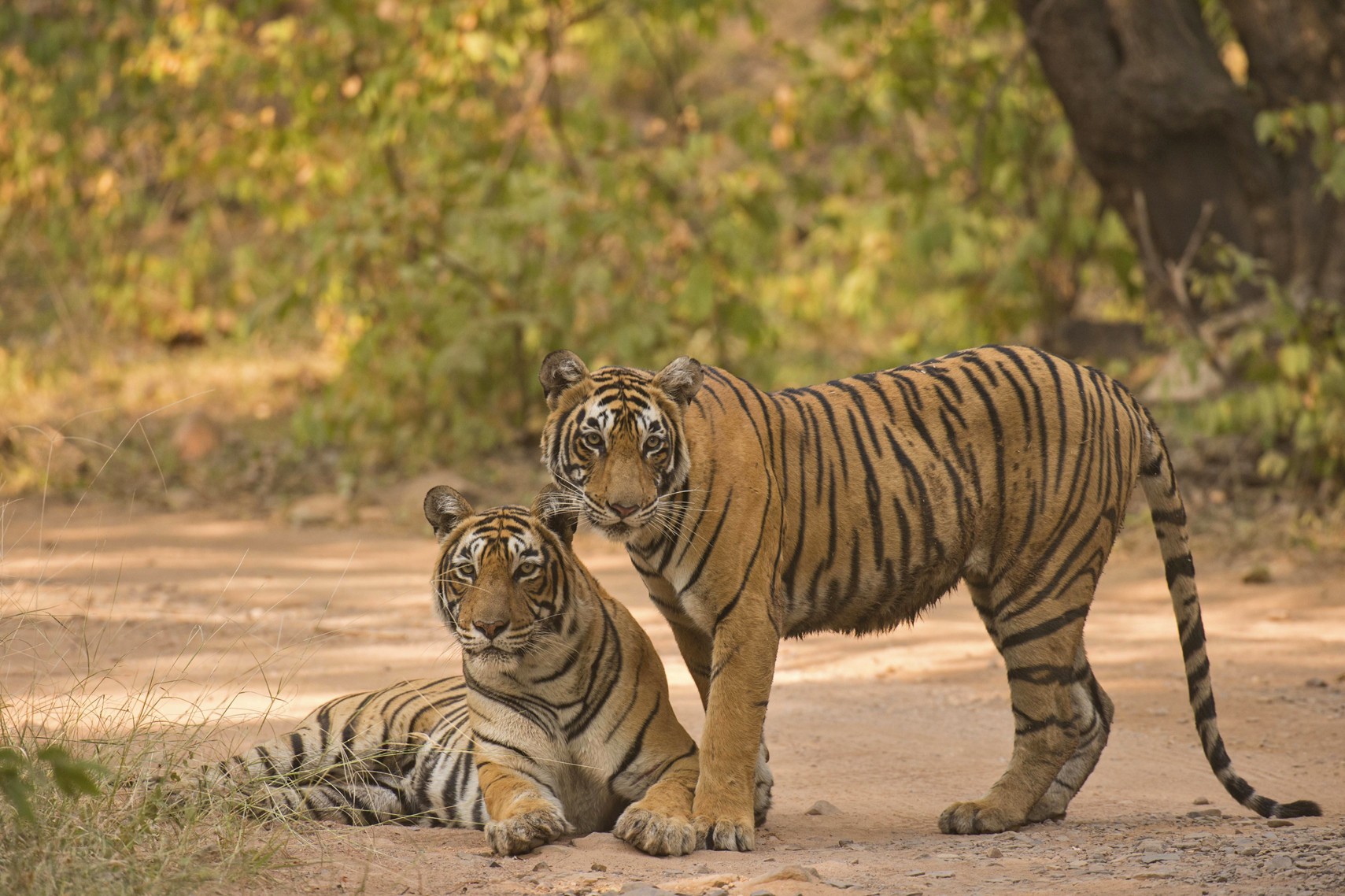 Image of tigers promoting Mystical India travel program