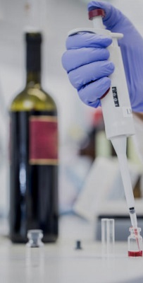 Individual studying the composition of wine