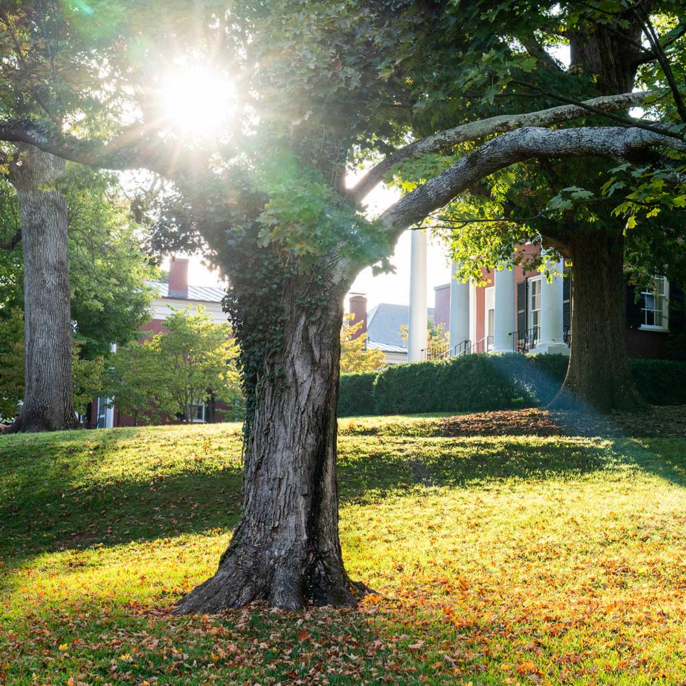 Sunlight beaming through a tree