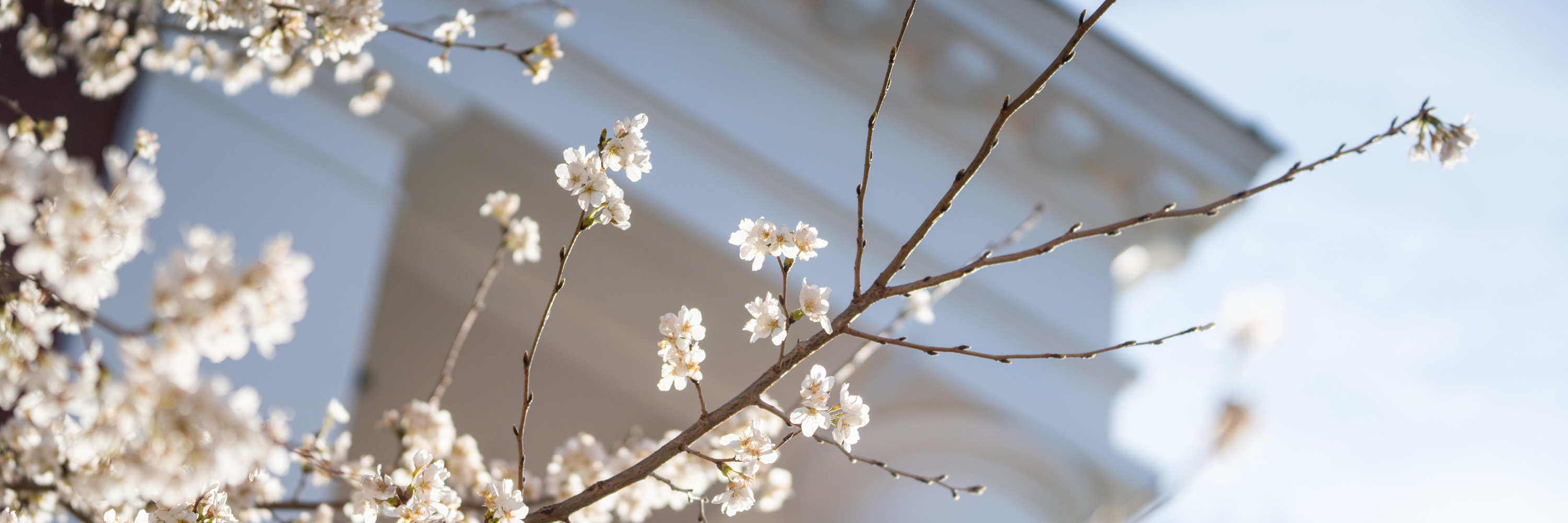 Colonnade with dogwoods