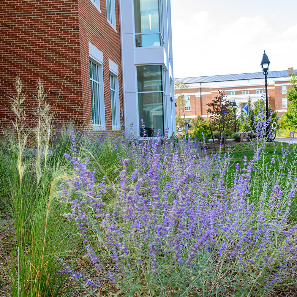 Pollinator planters otuside the Williams School