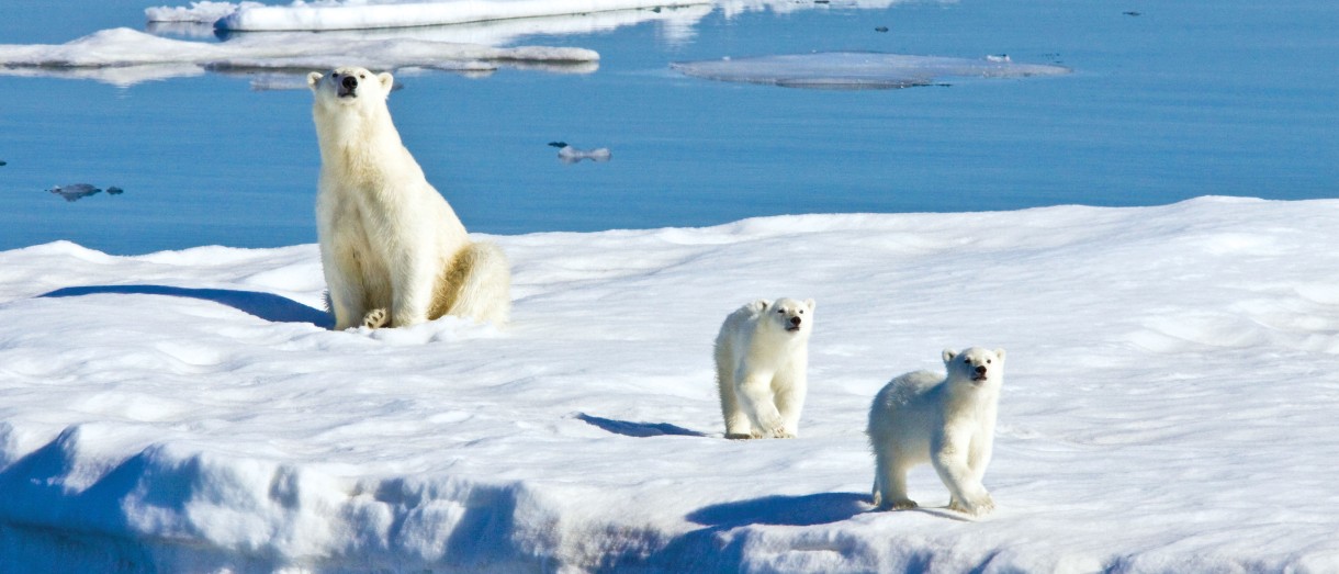 Banner image of polar bears promoting the Land of the Ice Bears: An In-Depth Exploration of Arctic Svalbard travel program