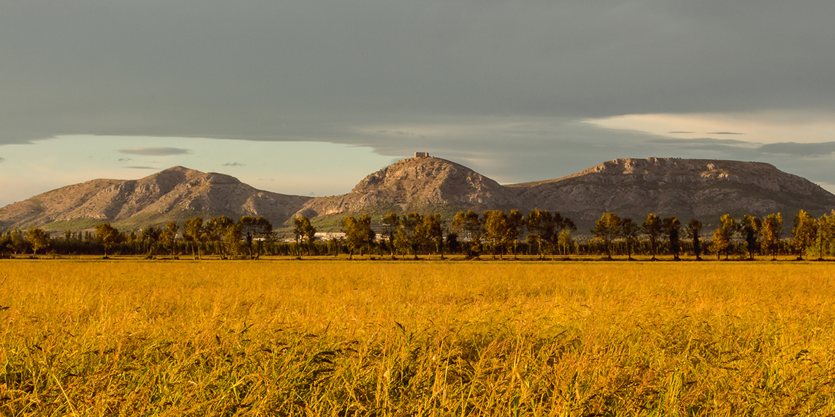 Rice fields near Emporda