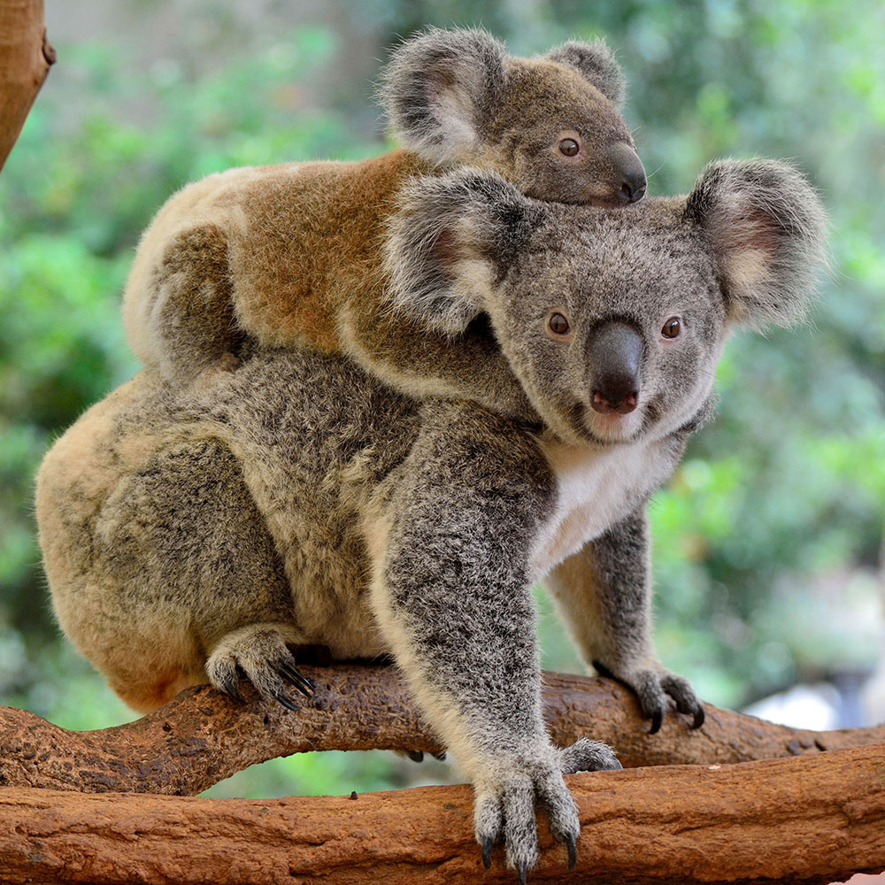Koalas