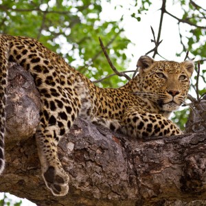 Image of a leopard promoting South Africa travel program