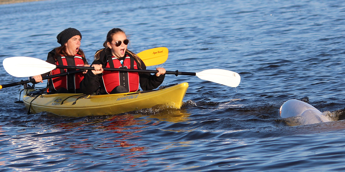 People kayaking next to a beluga whale