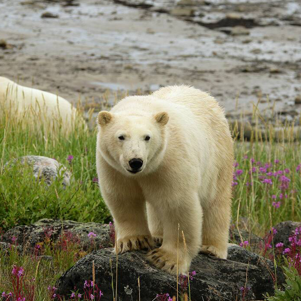 Polar bears on a shore
