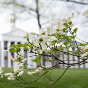 Image of a dogwood tree in front of the Colonnade