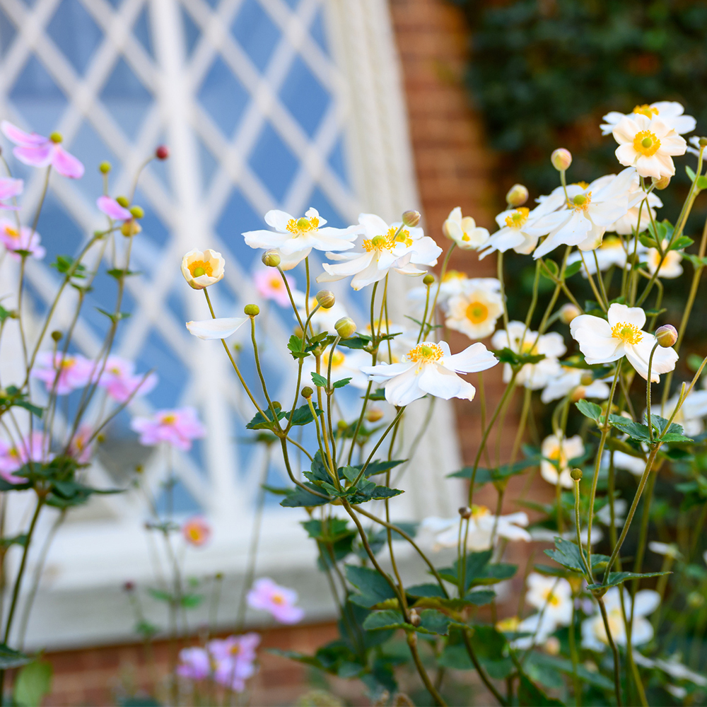 Flowers blooming in front of University Chapel