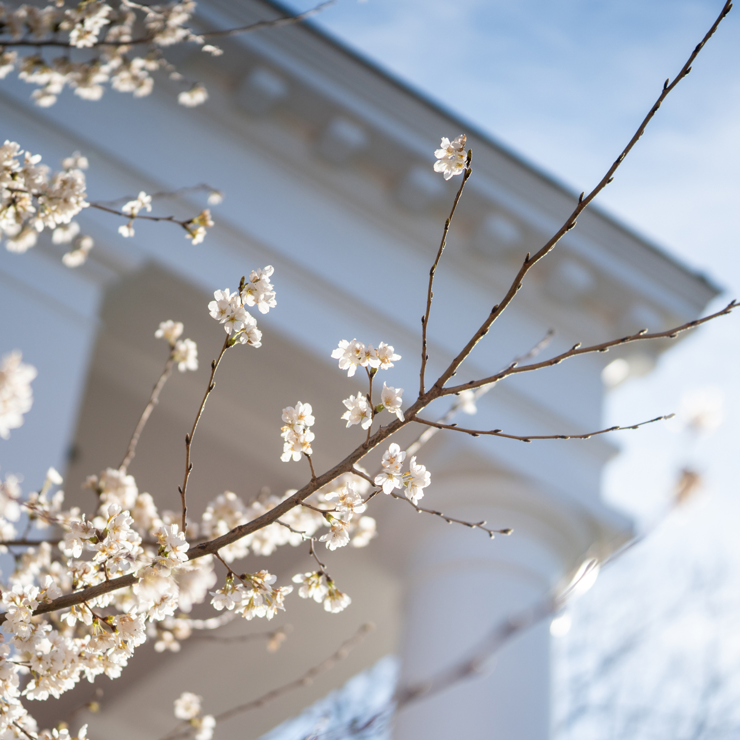 Dogwood tree blooms