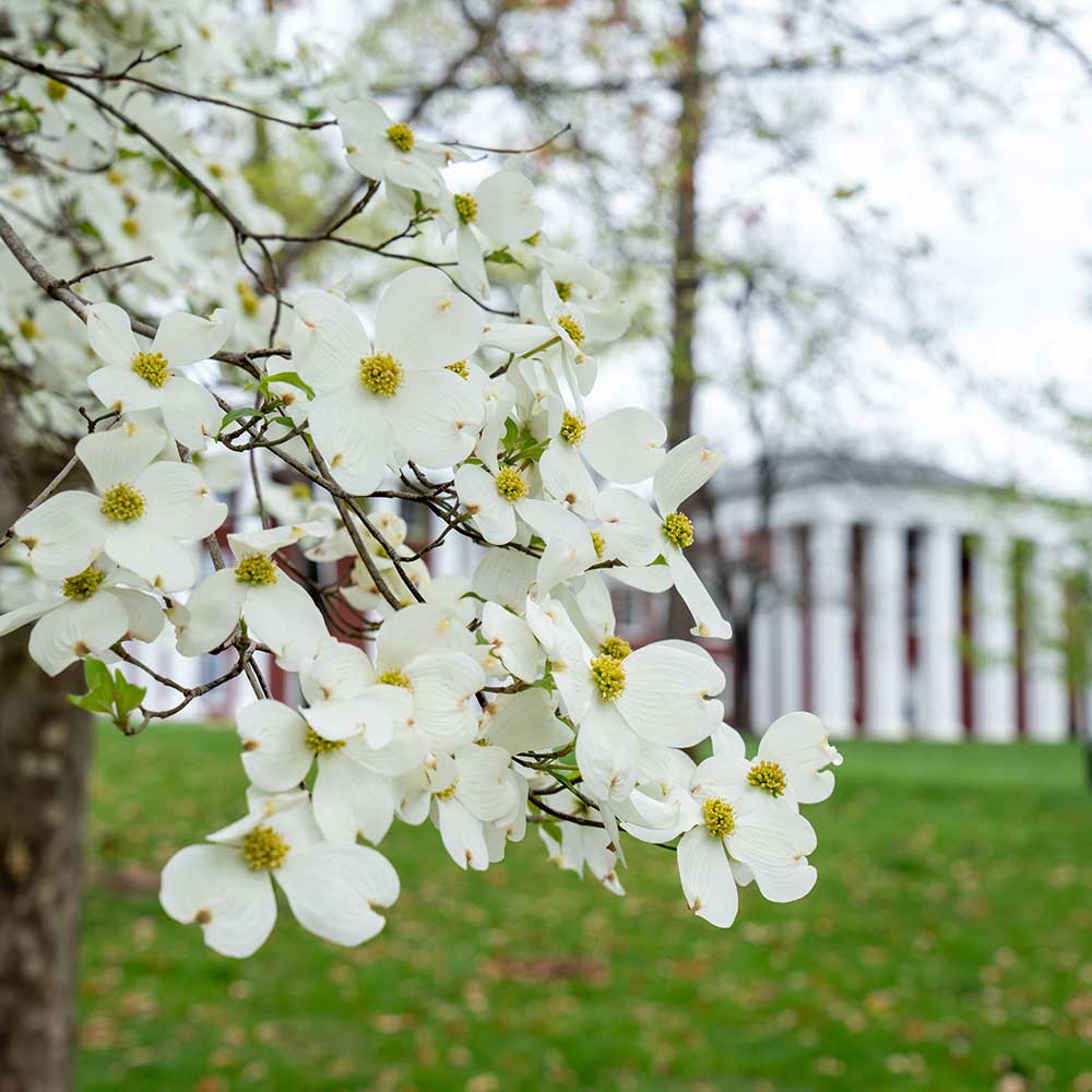 Dogwood tree blooms